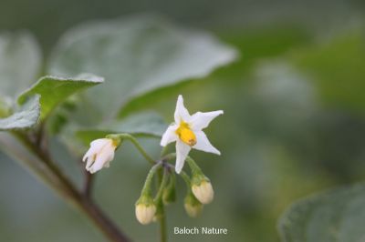 Solanum nigrum

لیلاں بلُک
Lillan balok
لیلاں بلوک ادا پُل انت
لیلاں بلوک بہار کاہے - بلوچستان ء دو نمونگیں لیلاں بلوک رودیت یکے زردیں دانگ پر کنت او دومی سیاہیں دانگ پر کنت - اے سیہ دانگ انت - لیلان بلوکے دانگ شرکن انت اشیا مردم ورنت او مُرگ ہم ورنت

