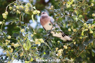 Laughing dove
شانتُل
Shantol
شاتُل بلوچستان ء اصلی مُرغ نہ انت - بلکن چو کپوت ء وڈا چُک او بر ء وھدا شاتل بلوچشان ء جنگل او گرمیں موسم ء کارمرز کنت - شاتل گونڈیں سُہریں او پُرکّویں بالی مرغ ء - وشّیں کوُ کوُ کنت - شاتل گیشتر بہار کاہ او ڈگاروان نندیت دان چنت او وارت 
