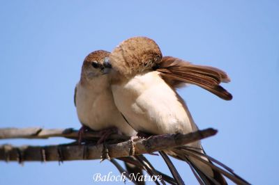 Indian silverbill
چنچرت
Chenchert
چنچرت یا پُمپُرت 13 سنٹی دراچ بیت اے کسانیں مُرگ ءِ کہ کسانیں بُنڈکیں سُنت پر ، اشیے سربری نیمگ ناسی انت ، چیری نیمگ اسپیت بلے دُمبلی ءُ بانزولانی سر سیاہ رنگ جن انت ۔ اے بلوچستان ءَ باز انت ۔ اے گیشتر بہار کاہانی براں او گلّہ او جواں ہم پلگی کنت ۔ اےکسان بلے ڈولداریں مُرگءِ ۔ اے اکس ءِ تہا دویں چینچرت وت ما وت ءَ دوستی کنگا انت ۔ 
