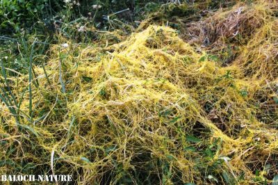 Cuscuta. dodder vine
شیرگو
Shirago
شیرگو یک ول ءِ کہ چہ دگہ درچک ءُ دارانی ءُ کاہانی مدت ءُ رودیت ۔ اے گیشتر درچکاں چہ جمل جنت ءُ چہ درچکانی یا کاہانی شاہ ءُ لمبان آپ وارت ۔ درچکاں پتاہیت پتاہیت ءُ تنکہ نپس ءِ  داریت ءُ ہمے وڑا درچک ءَ کوشیت  ۔ اے کسانیں پُل پر کنت ۔ دگنیا ءَ تنی وھدی 170 شیرگو ءِ زات ءُ زُریات درگیجگ بوتگ ۔ کہ آ زرد ءُ سُہر ءُ گلابی رنگاں موجود انت ۔ بلوچستان ءَ ایوکا زرد رنگ انست انت ۔ 

