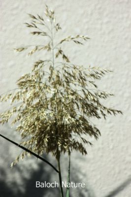 Pajja beyar
پجّہ بیار
باریں تو ایشیا پجّہ کارے کہ چیے ھُوش انت؟
