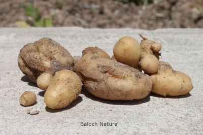 Potato
بٹاٹُک
Batatok
بٹاٹہ یا بٹاٹوک چونایا لاتینی امریکہ ءِ سبزی ءِ ۔ مرچاں اشیا بلوچستان ءِ روچدراتکی ھند ءُ دمگاں کشاورز کن انت ۔ اے کسانیں کاہ ءِ روتگاں چہ گردیں دانگ پر کنت ۔ اشیے دانگ زمین ءَ کل انت ۔ مرچاں بلوچانی نارُشت بے بٹاٹک ءَ بے جلوہ انت ، بزاں بلوچستان ءَ بٹاٹُوک باز کارمرز کن انت ۔
