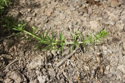 Unknown plant
نام درکار انت 
