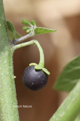 Solanum nigrum
لیلاں بلُک
Lillan balok
لیلاں بلوک ادا بر انت
لیلاں بلوک بہار کاہے - بلوچستان ء دو نمونگیں لیلاں بلوک رودیت یکے زردیں دانگ پر کنت او دومی سیاہیں دانگ پر کنت - اے سیہ دانگ انت - لیلان بلوکے دانگ شرکن انت اشیا مردم ورنت او مُرگ ہم ورنت
