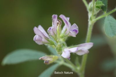 Alfalfa, Medicago sativaa

اِسپوست
Espost
اِسپوست کسانیں کاہے کہ کد ءِ 3 فٹ بوت کنت ۔ اسپوست رُدگ ءَ باز دیر کنت، بلے اولی رند ءَ رُونگ ءَ رند پدا زوت رودیت ۔ چین ءَ 1500 سال پیشتر اسپوست پہ تہلگ کار مرز کتگ ۔ اسپوست چاز سال ءَ بگر تاں ہشت سال ءَ کاہ دنت ، بلے اگاں اسپوست ءَ جاگہ وش بہ بیت ءُ ءُ بیست سال ہم زندگ بوت کنت ۔ اسپوست ءَ باز زات انت بلوچستان ءَ جموں رنگ ءِ پُل ءِ اسپوست کارمرز کن انت بلے دریں ملکاں زرد پُل ءپ گلابی پُل ءُ دگہ بازیں زات ءِ اسپوست است ۔ اسپوست ہما کاہ انت کہ اشیا دُراہیں دلوت ورانت ءِ ۔ اسپوست ہما کاہ انت کے دگنیائے چاریں کُنڈاں کِشگ بیت ۔
