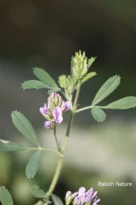 Alfalfa, Medicago sativaa
اسپوست
Espost
اِسپوست کسانیں کاہے کہ کد ءِ 3 فٹ بوت کنت ۔ اسپوست رُدگ ءَ باز دیر کنت، بلے اولی رند ءَ رُونگ ءَ رند پدا زوت رودیت ۔ چین ءَ 1500 سال پیشتر اسپوست پہ تہلگ کار مرز کتگ ۔ اسپوست چاز سال ءَ بگر تاں ہشت سال ءَ کاہ دنت ، بلے اگاں اسپوست ءَ جاگہ وش بہ بیت ءُ ءُ بیست سال ہم زندگ بوت کنت ۔ اسپوست ءَ باز زات انت بلوچستان ءَ جموں رنگ ءِ پُل ءِ اسپوست کارمرز کن انت بلے دریں ملکاں زرد پُل ءپ گلابی پُل ءُ دگہ بازیں زات ءِ اسپوست است ۔ اسپوست ہما کاہ انت کہ اشیا دُراہیں دلوت ورانت ءِ ۔ اسپوست ہما کاہ انت کے دگنیائے چاریں کُنڈاں کِشگ بیت ۔

