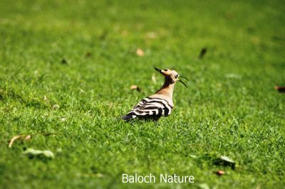 Hoopoe
شاپی کروس
Shapi Kros
شاپی کروس یک بلوچستان ءئ مُرگ نہ انت بلے وتی مہاجری وھداں بلوچستان ءِ زمین ءَ سپر کنت، شاپی کروس ءَ مُرگ ءِ سلیمان ہم گوش انت۔ بلوچ ءِ مرُ گ ءَ را نیکیں مُرگ ءِ زان انت۔ اے مرُ گ سیاہ ءُ اسپیت انت بزاں کمبر انت، بلے مُرگ ءِ گردن سُہر رنگ انت۔ اشیا ڈولداریں تاج ءِ پر انت کہ اے مُرگ ءِ براہ انت۔ 

