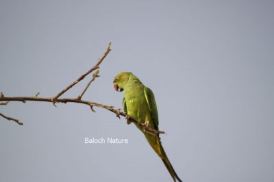 Parrot
مٹٹو
Metto

مٹّو یک بالی مُرگے کہ گیشتر سبز او آبادیں جاگہاں بیت - مٹو بلوچستاں روچدراتکی ہند و دمگان بیت بلے مکران ء نہ بیت - انچو گولو پیدارک ء نہ نند انت انچو مٹو مکران ء ہم نہ نند انت - مرچی باندا مٹو باز مردم وتی لوگ ء داریت - مٹو ء گپ سیکارین انت -۔
