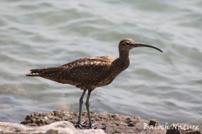 Long-billed Curlew
ٹِلّو
Tello
