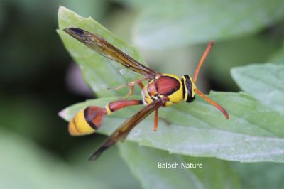 Black wasp
سوچاکو
Sochako

سوچاکو یک گودر ءِ بزان گوابز ءِ کہ گیشتر یک یک ءَ گرد ایت ۔ اے گودر پہ وتی پدریچ ءَ بزاں کسان کسانیں لیچ ءِ سرا لوگ جوڑ کنت ءُ ہمائے تہا ہیک دنت ۔ اے ہم ڈنگ جنت کہ باز تُرند انت ۔ ءُ یک ڈولداریں گوبزے۔


