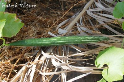 Snake gourd
پڑوال
Padwal
پڑوال ءَ باز جاگہ ءَ دراجیں کددو ہم گوش انت ۔ اے بلوچستان ءَ روچدرتکی ہند و دمگان گیشتر است ۔ ایشیا سبزی ءِ وڑا کارمرز کن انت ۔ ایشیے پُل ہم باز ڈولدار انت ۔
