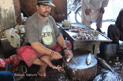 Fisherman
ماہیگی
Mahigi
گوادرے ماھیگ ءِ نیادی ءَمدام ماھیگی دست کپ انت کہ ماھیگ بہا کن انت ءُ  ماھیگ تُرنسنت  ءُ  گڈ انت ۔ ایشانی کرا مدام مردمانی لین لک اتگ ۔ اے ہم یک گودرے ماھیگ ء نیادی یک ماھیگی ات۔ 
