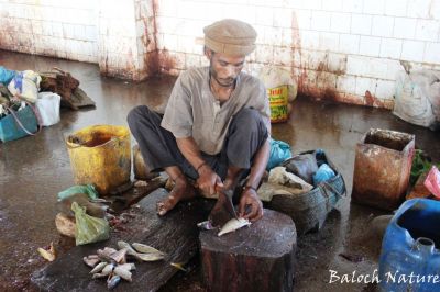 Fisherman
ماھیگ ءِ سر ءُ دمب کنوک
Maheeg sap kanok
ماھیگ ساپ کنگ ہم مرچاں یک کارے جوڑ بوتگ ۔ اے مرد گوادرے ماھیگ ءِ بازار ءَ نشتگ ءُ ماھیگاں سر ءُ دمب کنت ءُ وتی پوریات ءَ کنت ۔
