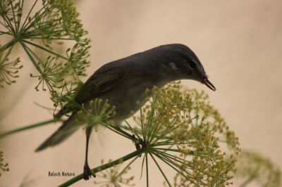 Willow Warbler
ناہی ءُ پُچی
Nahi o Pochi
پُجی کسانیں مُرگ ء کہ گیشتر ماں مچّانی پُچانی توکا او کہیر او کُنرانی تاکانی توک ء کرم ' کٹگ ۔ مُوکو، مور او سلور پٹ ایت او گیپت او وارت ۔ چمیشکا اشیا پُچی گوش انت بلے باز جاہ ء اشیارا ناہی ہم گوش انت ۔ اے مُرگ یک جاہ ء نشت نہ کنت بلکن مدام سُریت او سٹ کنان انت ۔مرگ گونڈ بلے ڈولدار انت 
