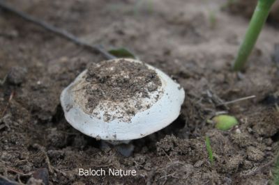 Portobello Mushroom
پشتلینک
Pashtalink
اے کُٹینگ ء یک ذاتے کہ اشیا پشتلینک گوشنت - اے گیشتعر ہما جاہں رودیت یا پیداک بیت کہ اودا گورم یا گوک یلہ بوتگ انت - اشارا نارُشت کن انت - او اشکرے سرا پچ انتے باز تامدار انت او وشّیں بوہے کنت - زمانگا بہارے درگتا کُٹینگے چنگا جنگل او ہنکیناں شتگ انت کہ اودا کُٹینگ باز بوتگ -۔
