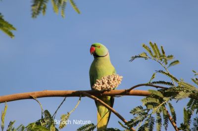 Parrot

مٹٹو
Metto
مٹّو یک بالی مُرگے کہ گیشتر سبز او آبادیں جاگہاں بیت - مٹو بلوچستاں روچدراتکی ہند و دمگان بیت بلے مکران ء نہ بیت - انچو گولو پیدارک ء نہ نند انت انچو مٹو مکران ء ہم نہ نند انت - مرچی باندا مٹو باز مردم وتی لوگ ء داریت - مٹو ء گپ سیکارین انت -۔
