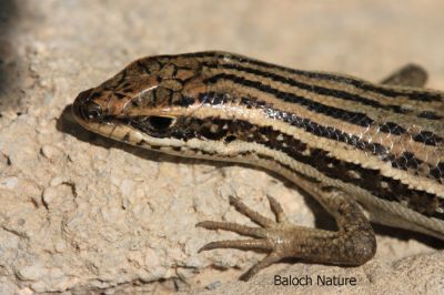 Chihuahuan spotted whiptail

روگن ریس
Rogen riase 

روگن ریس یک ڈولداریں سہدار ءِ ۔ اے ریک ءُ پُلک ءِ تہا ٹپ ات ءُ کسانیں لولوکاں گپت ءُ نک جنت ۔ اے یک تاوان دیوک ءِ نہ انت ۔ یک دوستناکیں ساہ دار ءِ

