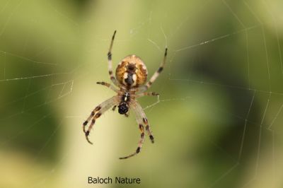 Spider
موکو
Moko
موکو یک کسانیں لولوک ات کہ  پہ وتی لاپ ء ھاترا درچکانی سرا تند جوڑکنت چہ تنداں مگسک بالو شکار کنت باز وشیں اکس 
