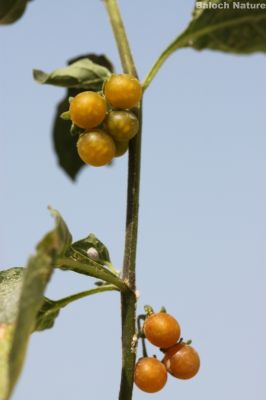 Solanum villosum
لیلّاں بلوک
Lillan Balok
لیلاں بلوک بہار کاہے - بلوچستان ء دو نمونگیں لیلاں بلوک رودیت یکے زردیں دانگ پر کنت او دومی سیاہیں دانگ پر کنت - اے سُہر دانگ انت - لیلان بلوکے دانگ شرکن انت اشیا مردم ورنت او مُرگ ہم ورنت 
