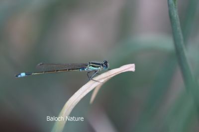 Damselfly
پرک
Perrik

