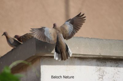 Laughing dove
شاتُل
Shatol

شاتُل بلوچستان ء اصلی مُرغ نہ انت - بلکن چو کپوت ء وڈا چُک او بر ء وھدا شاتل بلوچشان ء جنگل او گرمیں موسم ء کارمرز کنت - شاتل گونڈیں سُہریں او پُرکّویں بالی مرغ ء - وشّیں کوُ کوُ کنت - شاتل گیشتر بہار کاہ او ڈگاروان نندیت دان چنت او وارت 
