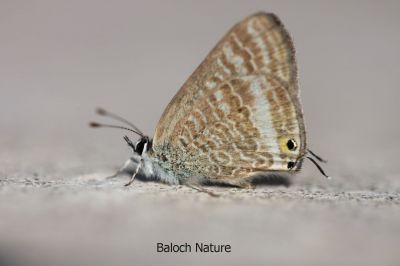 Butterfly
Mollahok

نُگرہی مُلاھوک
نگرہی مُلاھوک چو نگرہے رنگا انت اے یک کسانکیں مُلاھوکے کہ گیشتر ماہ بہارگاہ بگر تاں مچرنگ ءَ گندگ بیت ۔ اے باز ڈولداریں مُلاھوکے

