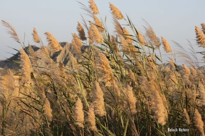 Reed grass
ماسولک
Masolk
اے ماسولک انت، ماسولک یک کاہ ءِ کہ گیشترلچ ءُ مین ءَ رودیت، بزاں ہما جاہ ءَ آپ گیش بیت اے کاہ ہمودا پیداوری کنت، اے چو نل یا قلم ءِ وڑیں کاہ ءِ اشیے دارے تہ پچ انت، وھدے زمانگ ءَ ہمیشیے دارے قلم جوڑ کتگ ءُ اسکول ءَ لوح نبشتہ کتگ انت کہ مردمانی ھت وش بوتگ انت۔
اے اکس ءِ تہا ماسولک ھُوش انت چو مُلا روبو ءِ دُمب ءَ انت۔
