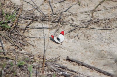 White red Butterfly
سُہر ءُ اسپیتیں مُلاھوک
Sohr o espetin mollahok
سہر ءُ اسپیتین مُلاّھوک ءِ اے ذات ایوک ءَ بلوچستان ءِ جزیرہ ہپت تلار ءَ است انت ۔ اے یک نایابیں مُلّاھوک ءِ من بازیں پٹ ءُ پول کتگ بلے اے زات من ءَ دگہ جاہ ءَ دست نہ کپتگ ۔ 

