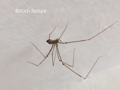 Long leg Spider
مُوکو
Moko
