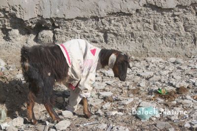 Goat
Bozz
بُز
اے بلوچستان ءِ بُز انت  نوں سما بیت کہ اے سال ءَ بلوچستاں باز سرد یا گوپر بوتگ ، انسانانی ہمراہیا دلوتاں ہم گوہر بوتگ ۔ اے اکس سردی ءِ نشانی انت ۔ اے جاگہ پسنی ہائی اسکول ءِ دپ انت ۔
