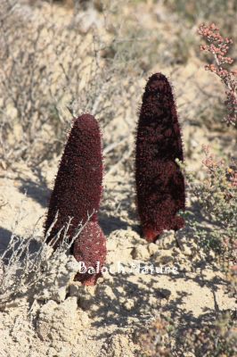 Cynomorium Coccineum

گرماسک ءُ گزمرک
Garmask o Gazmark

