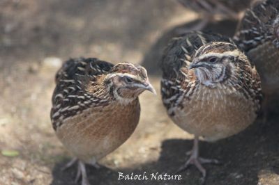 Common Quail

برنجی نکول 
Brinji nikol 
برنجی نکول ء بلوچی باز نام است ۔ لہتیں جاہاں ایشاں ماشی نکول گوش انت باز جاہاں ایشاں بٹیر ہم گوش انت ۔ اے زمستان ء مدام گلہانی توک ء بیت گرماگ کڈب ءُ اسپُستانی تہا ٹپیت ۔ بلے وھدیکہ گلہ رون ءُ موش بنت ٹپگ ء جاگہ نہ بیت اے کورانی چپ ءُ چاگرد ٹُپ انت ءُ پہ وت وراکی درگیج انت ۔
