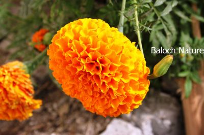 Marigolds
Gatipa
گتیپہ

گتیپہ یک موسمہ پل ات ۔کہ گرمیں ملکاں ستمبر چہ مارچ ءَ کش انت ۔سردیں مُلکاں مارچ ءَ چہ ستمبر کش انت ءِ ۔ اے باز ڈولداریں پُل پر کن انت ۔
