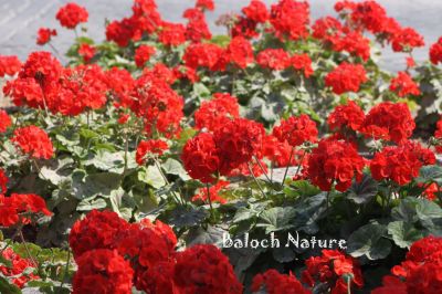 Red Geraniums
Goragpad Poll
گراگپاد پُل
