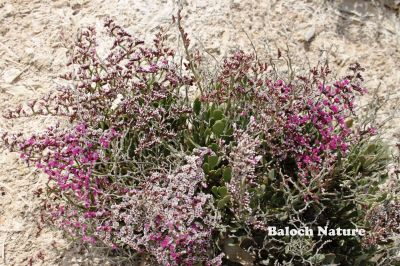 Sea Lavender
Pajja Beyar
پجّہ بیار
اے کسانیں بوٹگ  اول سرا سُہریں پُل جنت   پدا اسپیت بنت او گڈ سرا گلابی بنت ۔ اے درچک دریا بار ءِ ھند ءُ دمگاں است ۔ اگاں شما کس ءِ اے کسانیں درچکا پجّہ کاریت گڈا کومنٹان دوست مداریت
