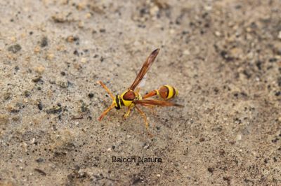 Wasp

سوچاکو
Sochako

سوچاکو یک گودر ءِ بزان گوابز ءِ کہ گیشتر یک یک ءَ گرد ایت ۔ اے گودر پہ وتی پدریچ ءَ بزاں کسان کسانیں لیچ ءِ سرا لوگ جوڑ کنت ءُ ہمائے تہا ہیک دنت ۔ اے ہم ڈنگ جنت کہ باز تُرند انت ۔ ءُ یک ڈولداریں گوبزے۔
