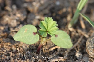 MALVA PARVIFLORA 
گراگ پاد
Goragpad
گراگ پاد بہار کاہے - اے زمستانی ھور ء درگتا ھر ھند و دامگاں رودیت - بلوچاں اے کاہکے وڈا لہڈ داتگ و وارتگ و نارشت کتگ - اشیا دْراہین داوت چرانت
