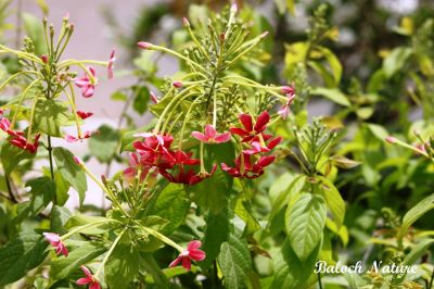 Rangon Creeper, Quisqualis indica
گل ءِ پیچان
Gul e pichaan
اے درمُلکی پُل ءِ کہ گیشتر ماڈیانی سرا سرکپیت ۔ اے چو ول ءِ وڑا دگہ درچکانی یا بادگیرانی کمک بُرز ءَ سرکپیت  ۔ اے باز ڈولداریں پُل پر کنت 

