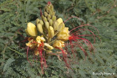 Caesalpinia gilliesii
سیسل پینیا
چونائیا اے درچک بلوچستان ءِ نہ انت بلے من لوٹاں کہ اے درچکانی باروا بزان انت ۔ اے درچک انت بلے ڈولداریں پُل پر ہم کن انت ۔ 
