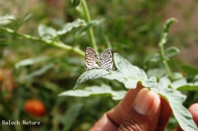 Mating butterflies 
مُلاھوک
Mollahok
اے دو مُلاھوک انت کہ لنچ انت  ۔ 
