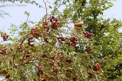 Manila tamarind 
آمڑی ۔ جنگلی جلیبی
Aamadi، Jagali julaibi

