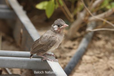 White Chick Bulbul's baby

کُلی ءِ پڈ
Kolli e Padd
اے کُلی ءِ پڈ انت۔ اے کسان انت بلے یک روچ ءِ گوات ءِ ترند کش اتگ کہ اے چہ کدو بُن ءَ اتکگ ، من لوٹ ات کہ پدا کدوے توک ءَ بکن آں بلے رند ءَ کدو ءَ وت نہ نشت ءُ بال ءِ کت، بلے رندا مالوم نہ بوت کہ پیشی ءَ وارت کہ سلامت بوت۔

