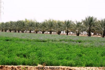 Alfalfa farm
اسپوست ء ڈگار
Espost e dagar
سپوست کسانیں کاہے کہ کد ءِ 3 فٹ بوت کنت ۔ اسپوست رُدگ ءَ باز دیر کنت، بلے اولی رند ءَ رُونگ ءَ رند پدا زوت رودیت ۔ چین ءَ 1500 سال پیشتر اسپوست پہ تہلگ کار مرز کتگ ۔ اسپوست چاز سال ءَ بگر تاں ہشت سال ءَ کاہ دنت ، بلے اگاں اسپوست ءَ جاگہ وش بہ بیت ءُ ءُ بیست سال ہم زندگ بوت کنت ۔ اسپوست ءَ باز زات انت بلوچستان ءَ جموں رنگ ءِ پُل ءِ اسپوست کارمرز کن انت بلے دریں ملکاں زرد پُل ءپ گلابی پُل ءُ دگہ بازیں زات ءِ اسپوست است ۔ اسپوست ہما کاہ انت کہ اشیا دُراہیں دلوت ورانت ءِ ۔ اسپوست ہما کاہ انت کے دگنیائے چاریں کُنڈاں کِشگ بیت ۔

