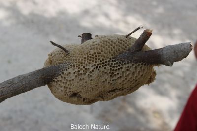 Honey
بینگ
Binag
