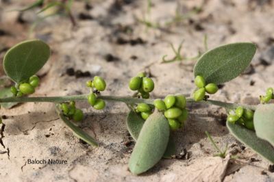 COCCULUS SP
زامُر
Zamor
چونایا زامْر ء درچکے لیکنت - بلے زامْر درچکے نہ انت بلکن یک ول ء - زامْر چو ول ء وڑا دومی درچکے سرا روت - اگاں درچکے بوتیں گڈا وتی کنٹے سرا چو درچکے وڑا مک بوتیں - بلے چوش کہ ول ء پمیشکہ دگہ درچکانی کمک و مدت ء وتا پتاہاں کنت و سر کپیت - اے گیشتر کھور، چگرد، چش، و پیرانی سرا سر کپیت۔

جُست۔۔۔ من زامُری درچکے باں تلاری دیم ء رُداں
پسُو۔۔۔ من کُوہی گرانڑے باں تئی سرشاہان 
