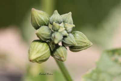 Ridge Gourd - Luffa
توری ءِ پُل
Tori e poll
توری یک سبزی زانگ بیت، بلے بلوچستان ء سبزی نہ انت - بلے مرچی باندا بلوچستان ء گیشتر مردم وتی باگاں کش انت ء- توری گیشتر پہ نارُشت کارمرز بیت - توری نارُشت باز تامدار انت - وھدے کہ توری پیر بیت گڈا پُونس بیت - پونس ء چہ مردم زورنت رزارن شودنت پر او جان ہم شودانت -۔
