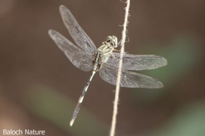 Dragon fly

Perrik
پرّک
پرّک بلوچستان ء است بلے چُنت زات او چنت رنگ انت اے باز گرانیں گپ ء دگہ ملکاں پرّک او مُلاھُکانی زات او زُریات نام گشینتگ انت - بلے بلوچستان ء تنیگا چُشیں آسرات نیست کہ اے تک ء ھیال گور کنگ بہ بیت ۔ کسانیں زھگانی دلچسپی واستہ اگاں مارا گیشتر پرّک او مُلاھُک دست بہ کپیت گڈا ما نام ء ہم پر کنیں ۔ پرّک ء سرا دو گپ یا دو بتل است چوش کہ؛
مدگ ء نشانی پرّک انت ۔ 
بگر ڈے پرّکا ۔ ۔ ۔ ۔ ۔ ۔ ۔ ۔
