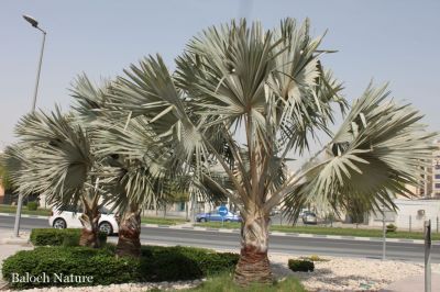  Bismarck Palm
شیطان پیش
Shaitan machch

شیتان پیش بلوچستان ء درچک ء نہ انت - بلے مرچاں بلوچستان ء ہم شیتان پیش کش انت - اے مچّے زاتیں درچک ء چونایا ھوُری جنگلاں رُودیت - بلے مرچی باندا ایشیا پہ زینت ء ڈُولداری ء واستا وڑ وڑ جاہاں کش انتے
