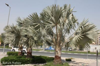  Bismarck Palm
شیطان پیش
Shaitan machch

شیتان پیش بلوچستان ء درچک ء نہ انت - بلے مرچاں بلوچستان ء ہم شیتان پیش کش انت - اے مچّے زاتیں درچک ء چونایا ھوُری جنگلاں رُودیت - بلے مرچی باندا ایشیا پہ زینت ء ڈُولداری ء واستا وڑ وڑ جاہاں کش انتے
