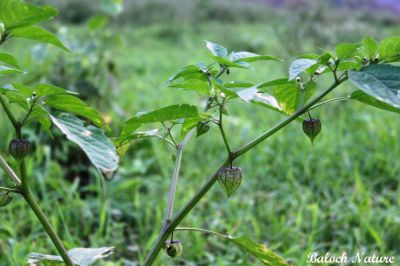 Physalis
کوہی لیلان بلُک
Kohi lilan balok
لیلاں بلوک گونگیں کسانیں بہارکاہ ءِ کہ یک یک دانگ پر کنت بلے دانگ ءِ نازُرکیں تزمُکیں پوش ءَ انت کہ باز ڈولدار انت ۔ بلوچستان ءکیچ ءِ ھنداں اے است ۔ ۔
